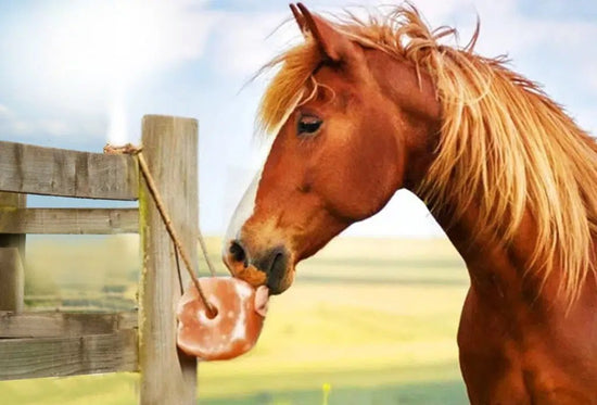 Animal Care